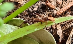 Stephanopis barbipes