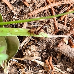 Stephanopis barbipes