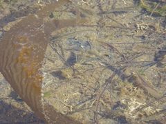 Fundulus parvipinnis