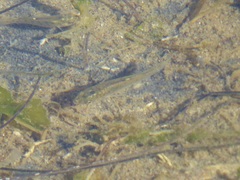 Fundulus parvipinnis