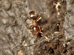 Prolasius advena