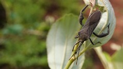 Anoplocnemis