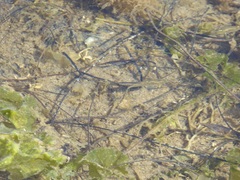 Fundulus parvipinnis