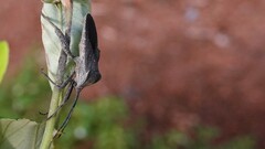 Anoplocnemis