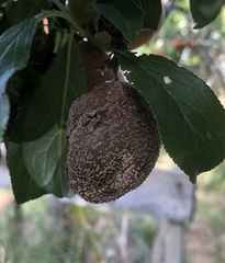 Monilinia fructicola