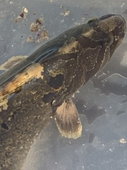 Cebidichthys violaceus