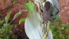 Anoplocnemis