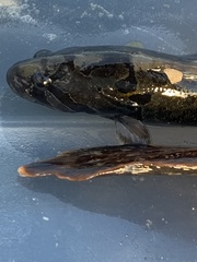 Cebidichthys violaceus