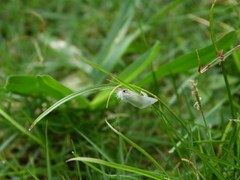 Schoenobiinae