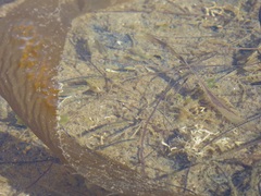 Fundulus parvipinnis
