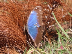 Morpho helenor octavia