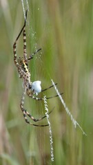 Argiope aemula