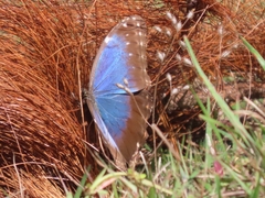 Morpho helenor octavia