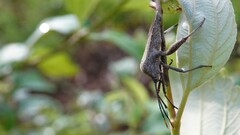 Anoplocnemis