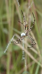 Argiope aemula