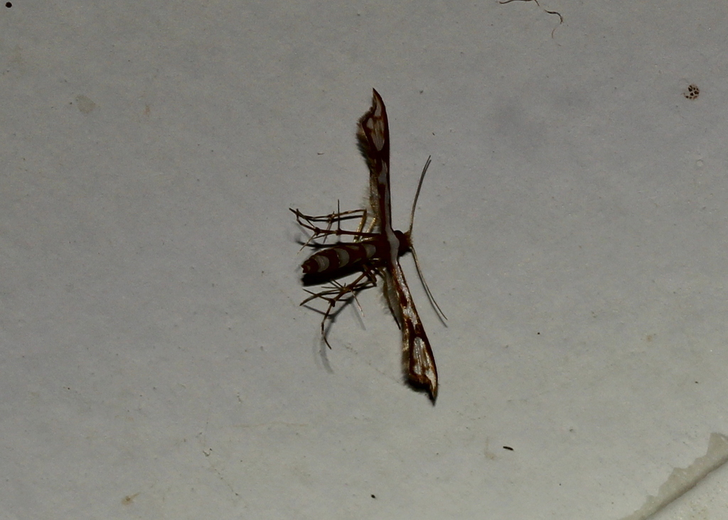 Ochyrotica kurandica