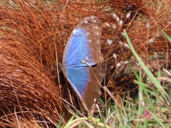Morpho helenor octavia