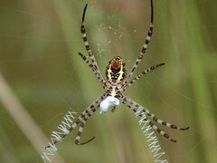 Argiope aemula