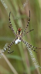 Argiope aemula