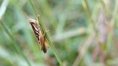 Spathosternum prasiniferum