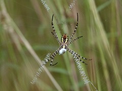 Argiope aemula
