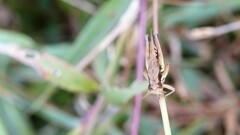 Spathosternum prasiniferum