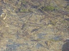 Fundulus parvipinnis