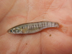 Fundulus zebrinus