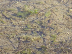 Fundulus parvipinnis