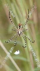 Argiope aemula