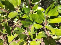 Arbutus