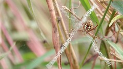 Argiope aemula