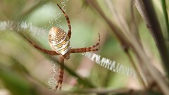 Argiope aemula
