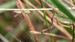 Spathosternum prasiniferum