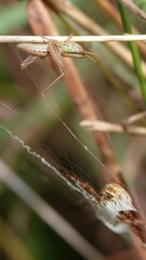 Spathosternum prasiniferum