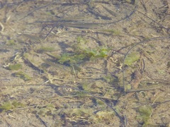 Fundulus parvipinnis