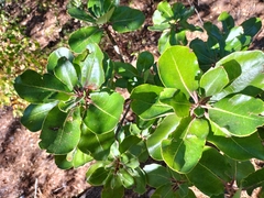Arbutus