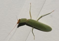 Orthodera ministralis