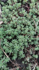 Sedum pallidum