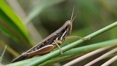 Spathosternum prasiniferum