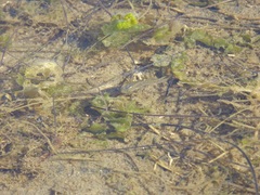 Fundulus parvipinnis