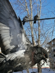 Columba livia domestica