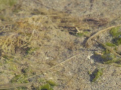 Fundulus parvipinnis