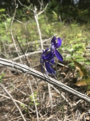 Delphinium nuttallianum