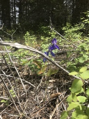 Delphinium nuttallianum