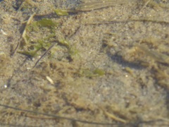 Fundulus parvipinnis