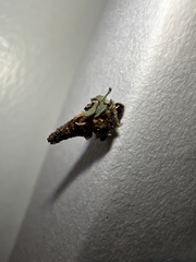 Liothula omnivora