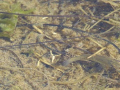 Fundulus parvipinnis