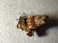 Liothula omnivora