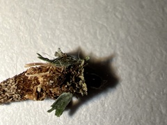 Liothula omnivora